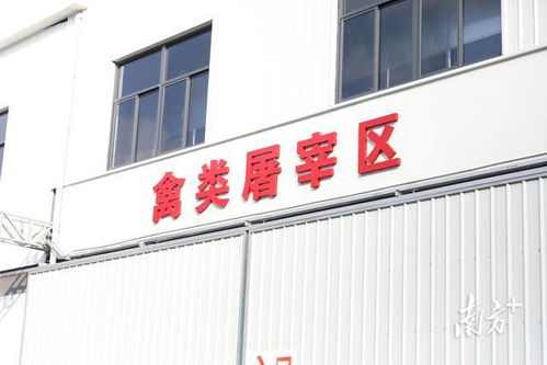 粵西最大批發屠宰市場在麻章開業，打造“批發+屠宰+物流”產業新標桿